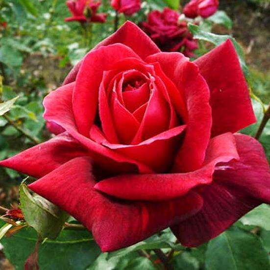 Розы Мейян Фото