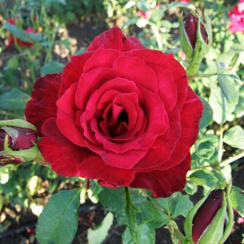 Роза чайно-гибридная Селена