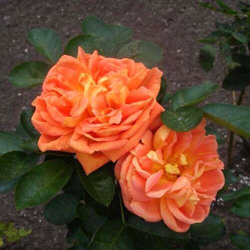Роза чайно-гибридная Солей д'Ор