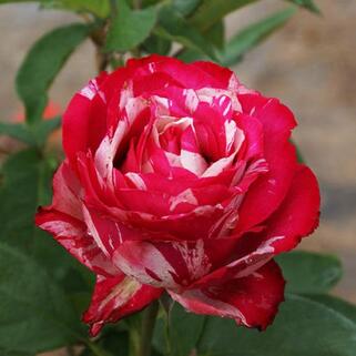 Роза чайно-гибридная Хаим Сатин (Chaim Soutine)
