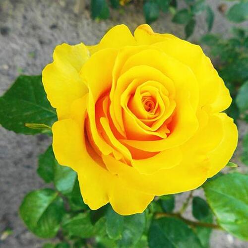 Роза флорибунда Папиллон (Papillon)