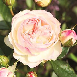 Роза флорибунда Пастелла (Pastella)