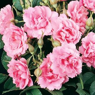 Роза парково-кустовая Пинк Гротендорст (Pink Grootendorst)