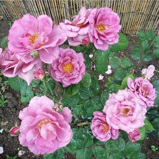Роза парково-кустовая Россион
