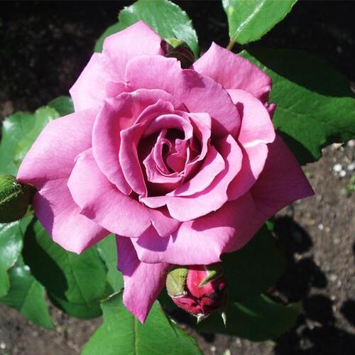 Роза парково-кустовая Россион