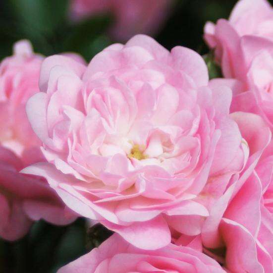 Розы Фейри Фото И Описание