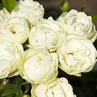 Роза миниатюрная Вайт Морсдаг (White Morsdag)