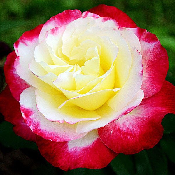 Роза чайно-гибридная Дабл Делайт (Double Delight) купить выгодно ✵  Сады-Эдема.рф – интернет магазин растений для сада
