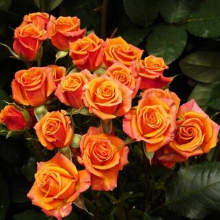 Роза миниатюрная Оранж Бэби (Orange Baby)