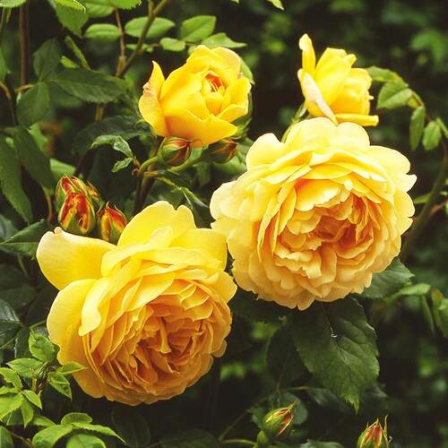 Роза английская кустовая Голден Селебрейшн (Golden Celebration)