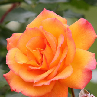 Роза шраб Сахара (Sahara)