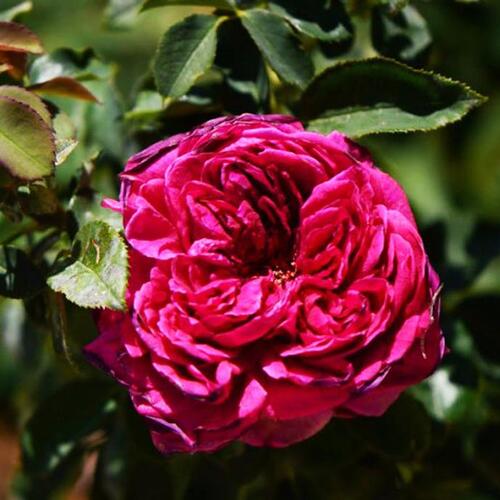 Роза английская кустовая Вильям Шекспир (William Shakespeare)