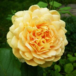Роза английская кустовая Грэхам Томас (Graham Thomas)