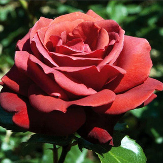 Роза чайно-гибридная Terracotta (Терракота)