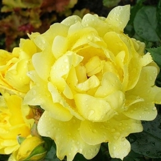 Роза флорибунда Splendid Ruffles 