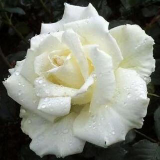 Роза чайно-гибридная Белый Медведь (White Bear)
