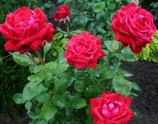 Роза чайно-гибридная Бургунд (Burgund 81)