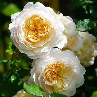 Роза английская кустовая Крокус Роуз (Crocus Rose)