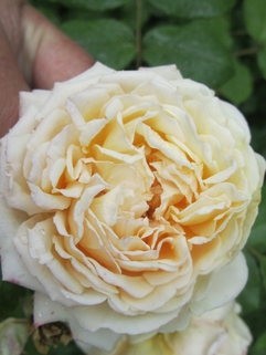 Роза английская кустовая Крокус Роуз (Crocus Rose)
