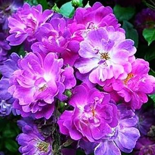 Роза плетистая Вейченблау (Veilchenblau)