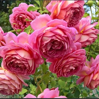 Роза английская кустовая Джубили Селебрейшн (Jubilee Celebration)