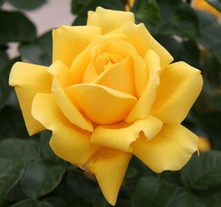 Роза чайно-гибридная Gina Lollobrigida