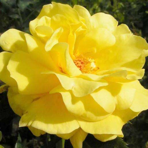 Роза Фрезия Фото