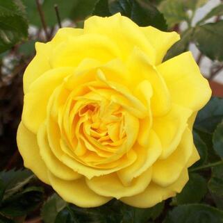 Роза флорибунда Фрезия (Friesia)