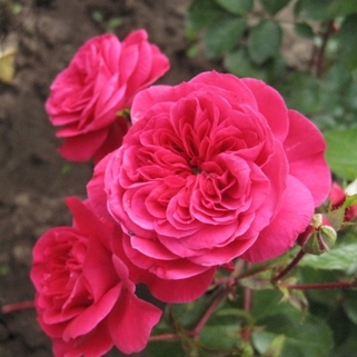 Роза флорибунда Sangria
