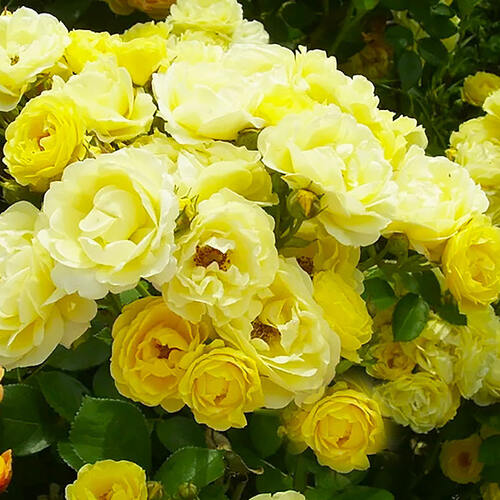 Роза флорибунда Комтэсс дю Барри (Comtesse Du Barry) 