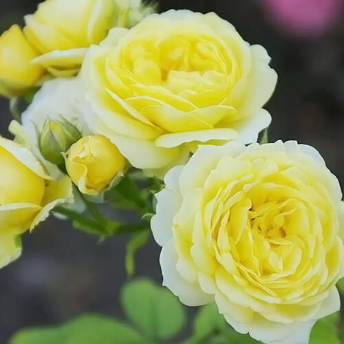 Роза флорибунда Комтэсс дю Барри (Comtesse Du Barry) 