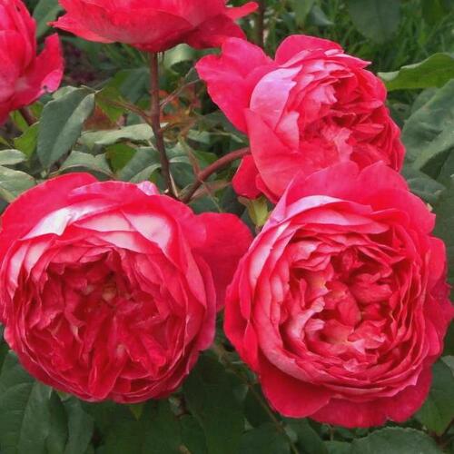 Роза кустовая Benjamin Britten (Бенджамин Бриттен)
