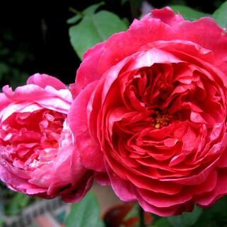 Роза кустовая Benjamin Britten (Бенджамин Бриттен)