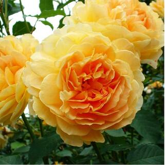 Роза кустовая Molineux (Молинекс)