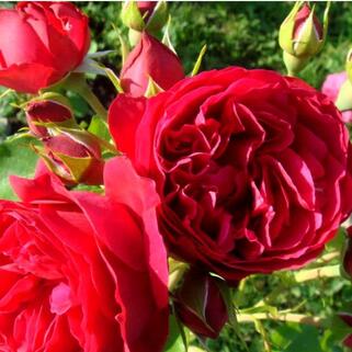 Роза кустовая Red Eden Rose (Ред Эден Роуз)
