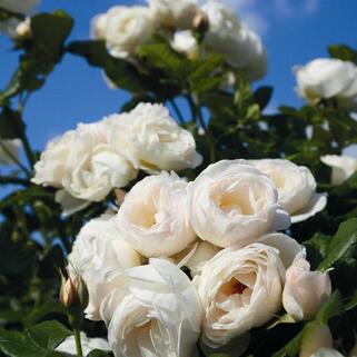 Роза кустовая Uetersener Klosterrose (Ютерзен Клостерроуз)