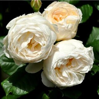 Роза кустовая Uetersener Klosterrose (Ютерзен Клостерроуз)