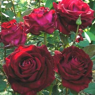Роза кустовая Vino Rosso (Вино Россо) (корнесобственная)