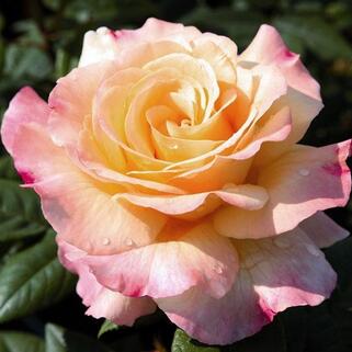 Роза чайно-гибридная Акварель (Aquarell)