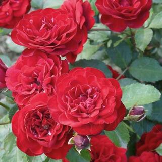 Роза флорибунда Лаваглут (Lavaglut)