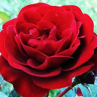 Роза флорибунда Лаваглут (Lavaglut)