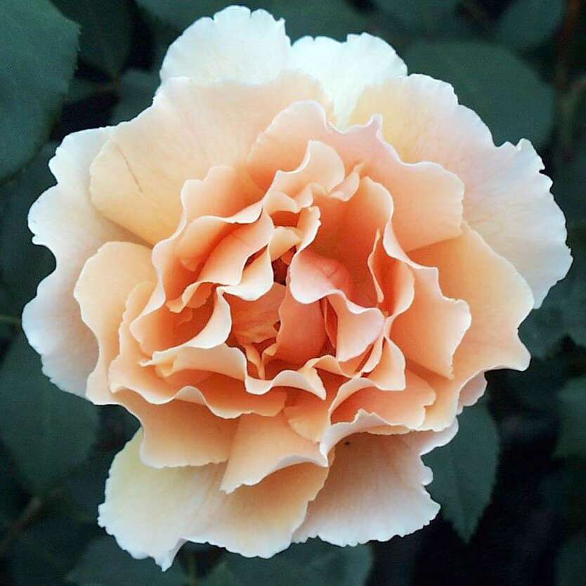 Фото Роза Джойи