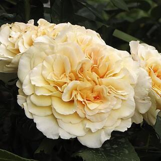 Роза чайно-гибридная Комтесса (Comtessa)