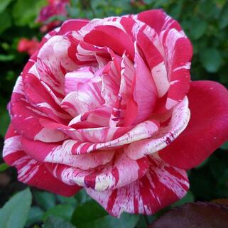 Роза чайно-гибридная Папагено (Papageno)