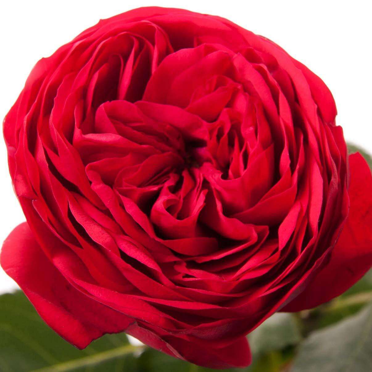 Роза Ред Пиано Фото