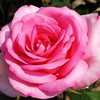 Роза чайно-гибридная Свит Пароле (Sweet Parole)