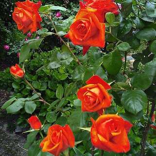 Роза чайно-гибридная Тропикана (Tropicana)