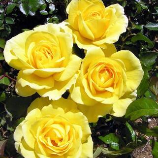Роза флорибунда Голд Топаз (Goldtopas)