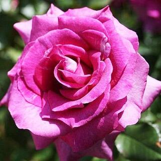 Роза флорибунда Интрига (Intrigue)