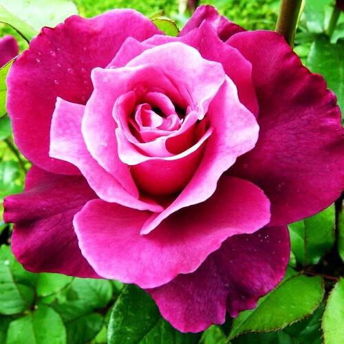 Роза флорибунда Интрига (Intrigue)
